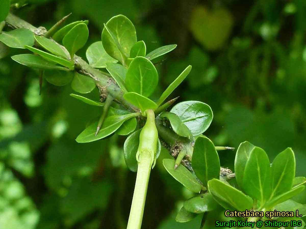 Medicinal Plants Catesbaea spinosa, Lily Thorn