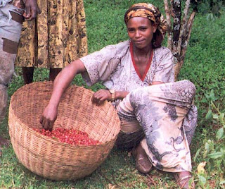 Picking coffee berries in Ethiopia
