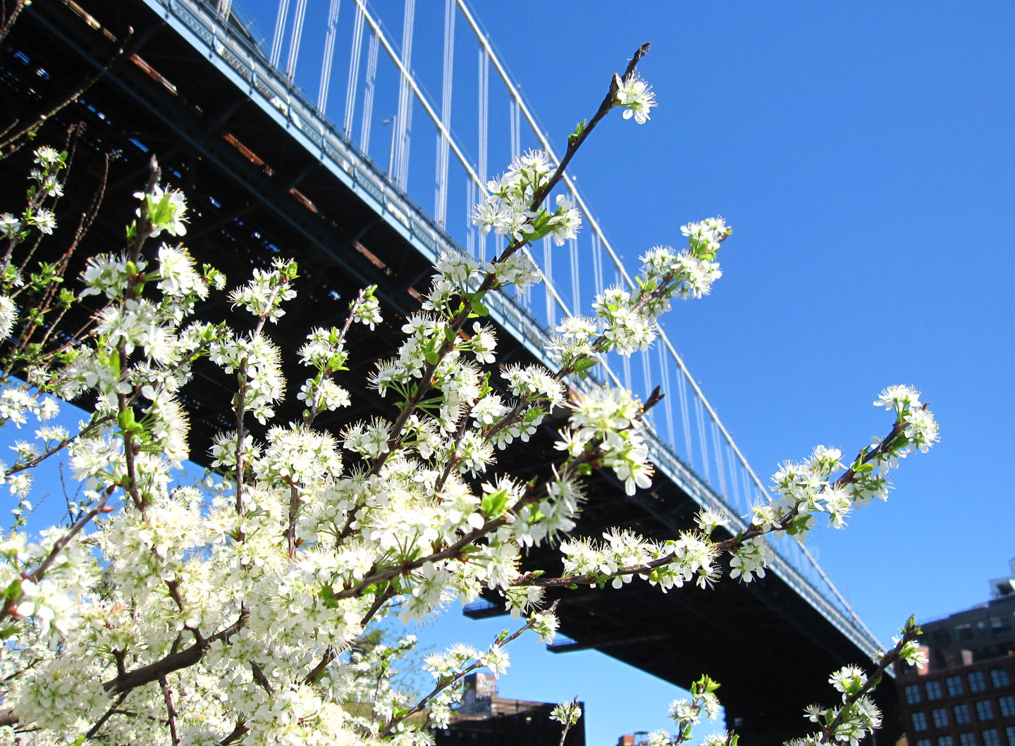 66 Square Feet (Plus) Beach plums