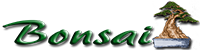 bonsai