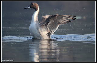 Northern Pintail at Bharatpur Northern Pintail at Bharatpur