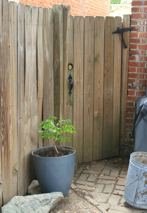 Training our Wisteria DIY PVC Pipe Garden Arbor 17 Apart