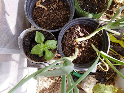 Green onions and basil containers