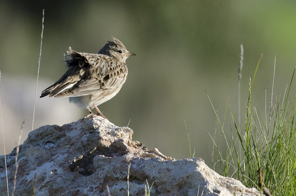Alondra común, Alauda arvensis, Skylark Alondra común, Alauda arvensis, Skylark