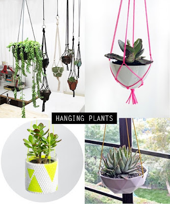trồng cây làm vườn trên tường cho không gian phòng nhỏ