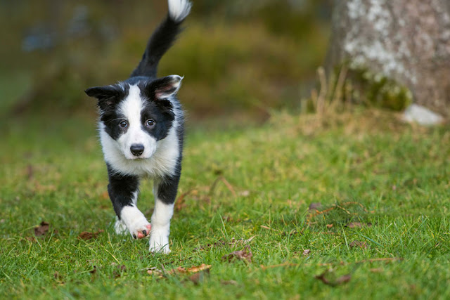 Dogs have individual preferences for rewards, but in the long term variety helps in dog training. Photo shows puppy running.