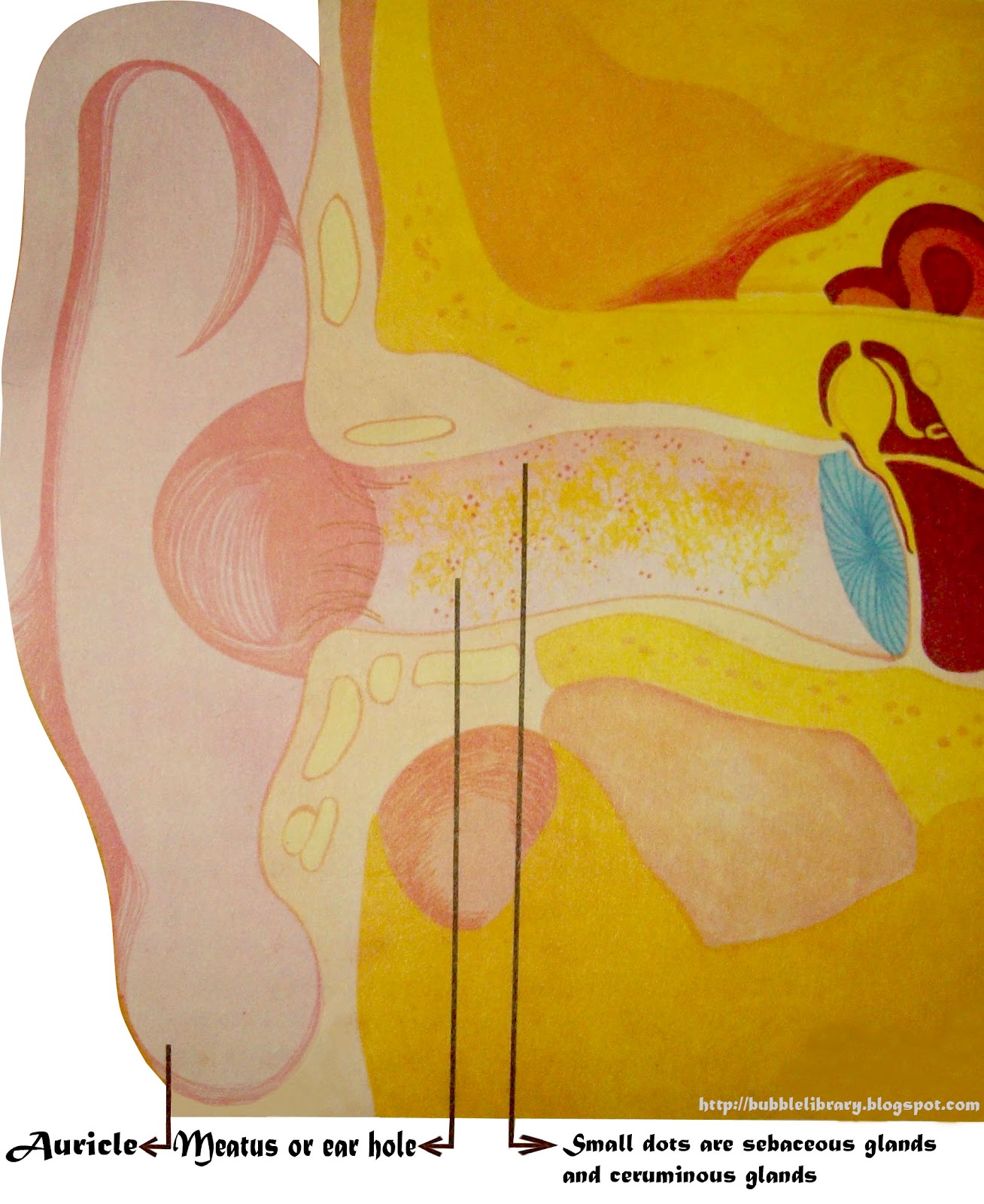 B u B b L e L i B R A R Y Why do we have wax in our ears?