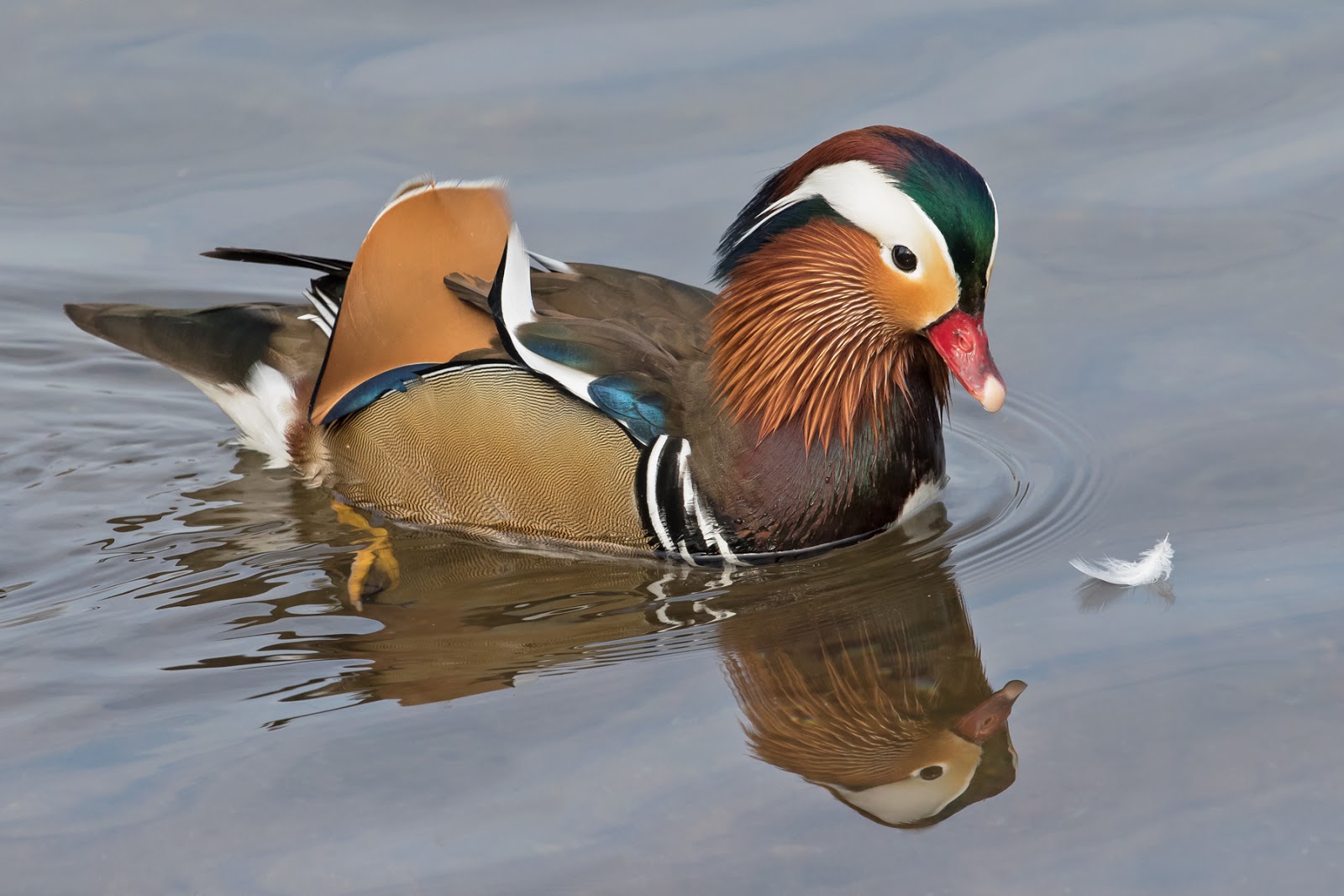 Peterborough Bird Club Gallery Mandarin Ducks, Eye Green