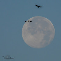 Fotografiar la Luna. Consejos