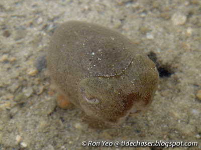 Cuttlefish (Sepia sp.)