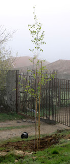 New tree planted New tree planted