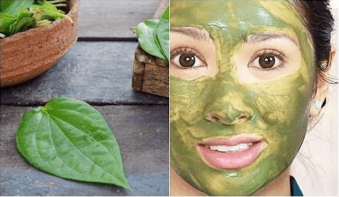 Cara Membuat Masker Daun Sirih Untuk Wajah Beserta Manfaatnya Cara Membuat Masker Daun Sirih Untuk Wajah Beserta Manfaatnya