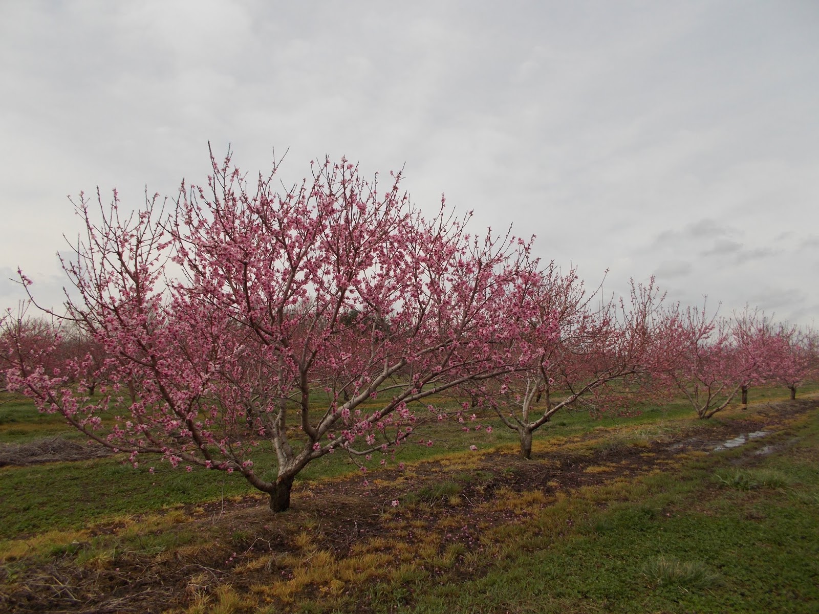 Brenda's Berries & Orchards Peach Trees in Full Bloom