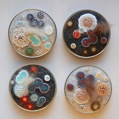 Elin Thomas petri dish mold and bacteria art