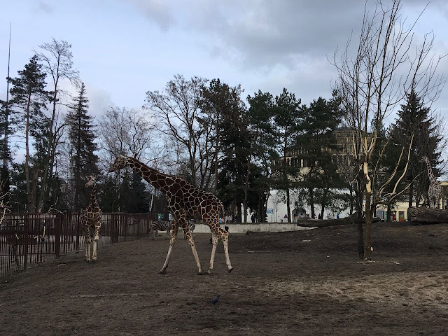 ZOO i Afrykarium, Ogród Zoologiczny, Wrocław