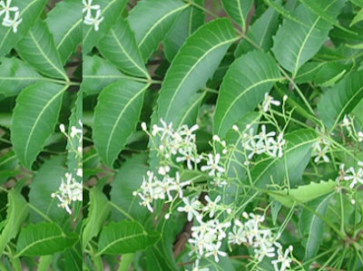 Benefits of Neem for hair, skin and health Lightens skin pigmentation Benefits of Neem for hair, skin and health Lightens skin pigmentation