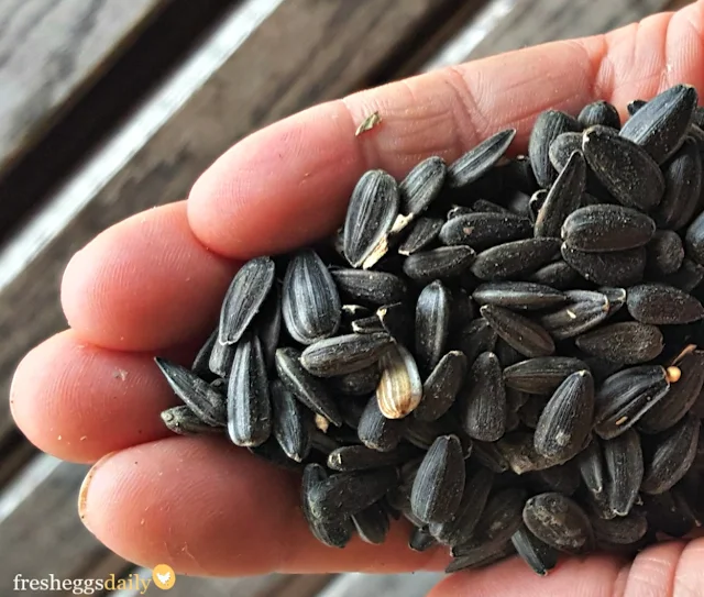 Feed the Wild Birds and your Chickens this Winter Fresh Eggs Daily