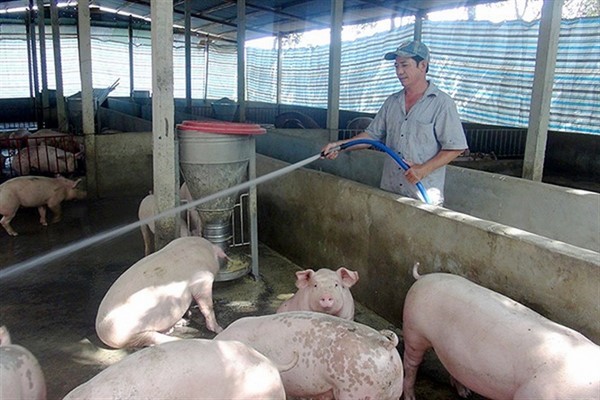 Giá heo (lợn) hơi hôm nay 26/2: Đầu năm giá lợn hơi ở miền Bắc khởi sắc Giá heo (lợn) hơi hôm nay 26/2: Đầu năm giá lợn hơi ở miền Bắc khởi sắc