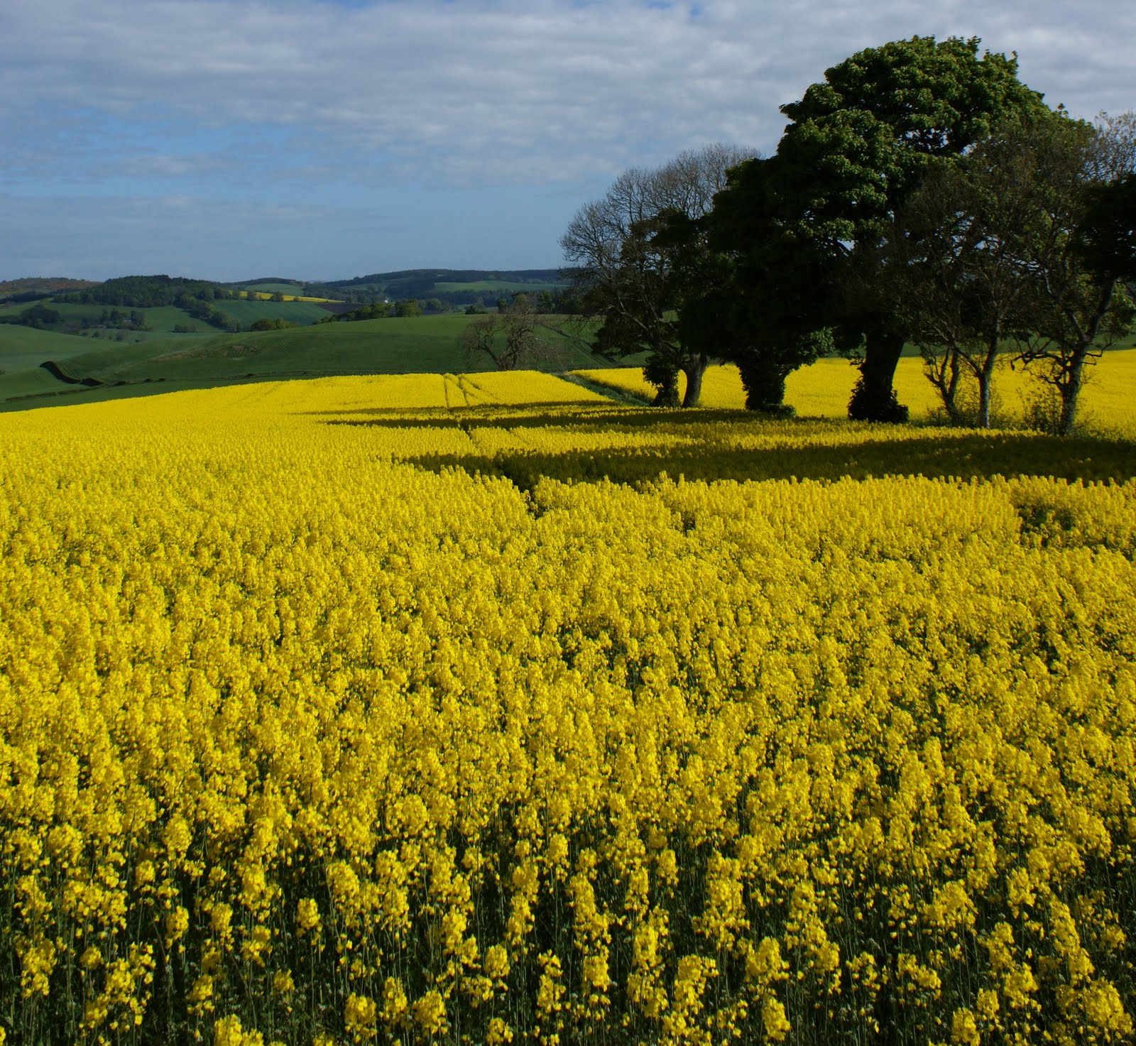 Tour Scotland Tour Scotland Photographs Fields Of Yellow North Fife