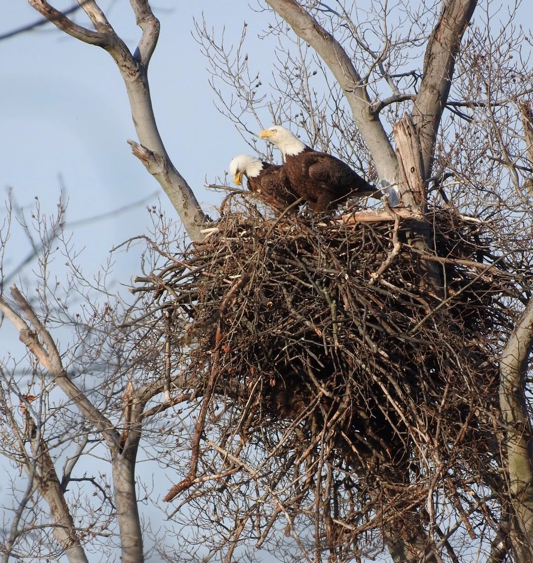 Terrierman's Daily Dose Nesting Bald Eagles, Arlington, Virginia