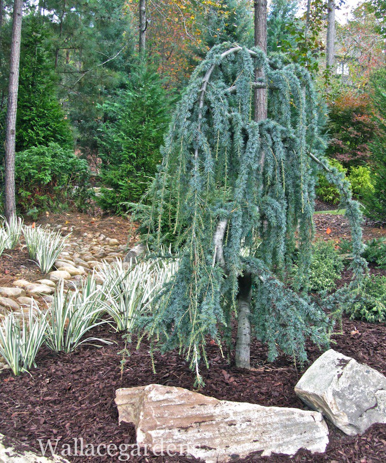 Growing Weeping Blue Atlas Cedar in the Home Garden The Spruce