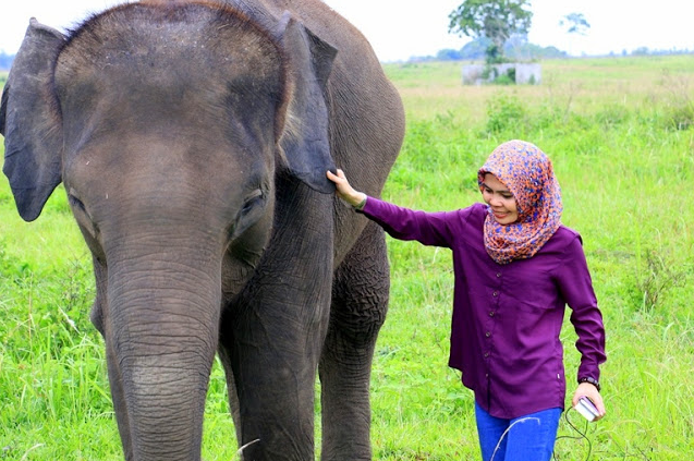 Contoh Descriptive Text About Elephant ( Gajah ) Update