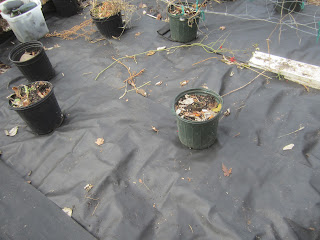 Backyard Organic Gardener: Keeping The Ground In The Garden Weed Free