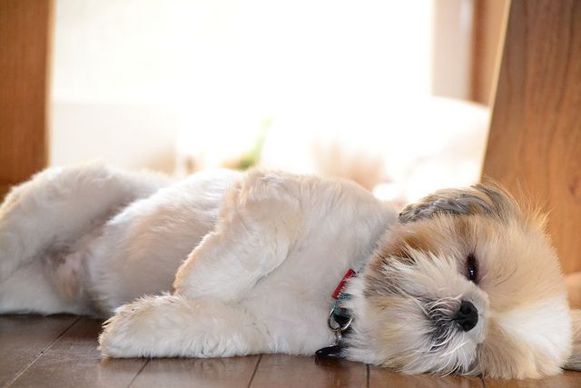 Como ensinar o shih tzu dormir na caminha