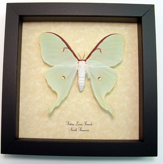 Rustin's Collection Mounting Guide Found a Luna Moth!
