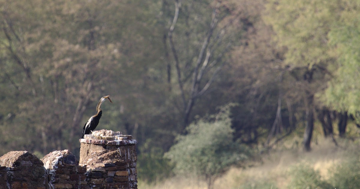Rajasthan birding - RTR & DNP