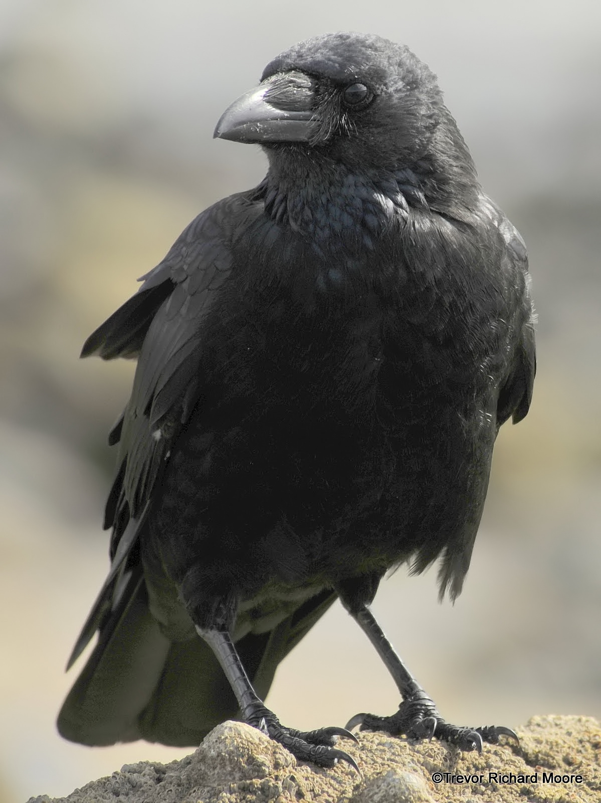 a-t-birding-august-2011