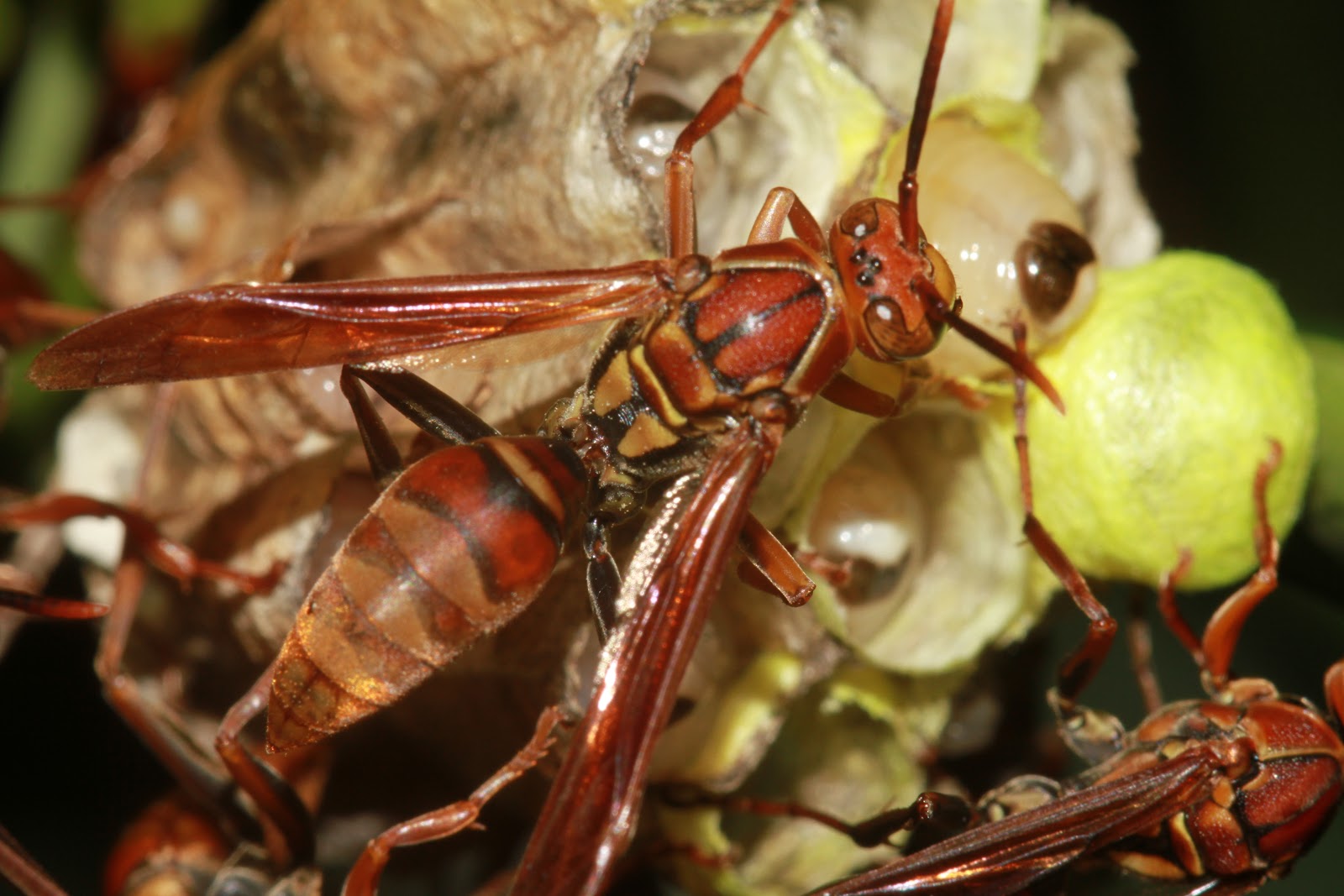 雙色胡蜂 Vespa bicolor - 澳門生態網