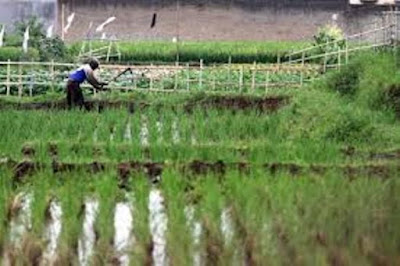 Badan Pusat Statistik (BPS) Provinsi Maluku mencatat, Nilai Tukar Petani (NTP) daerah ini pada Agustus 2017 sebesar 101,16 atau naik 0,31 persen dibanding Juli 2017 yang tercatat 100,85.