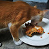 Jamu Kucing Liar Dengan Seketul Ayam KFC