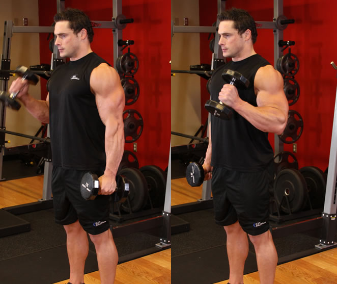 hammer curls hammer curls