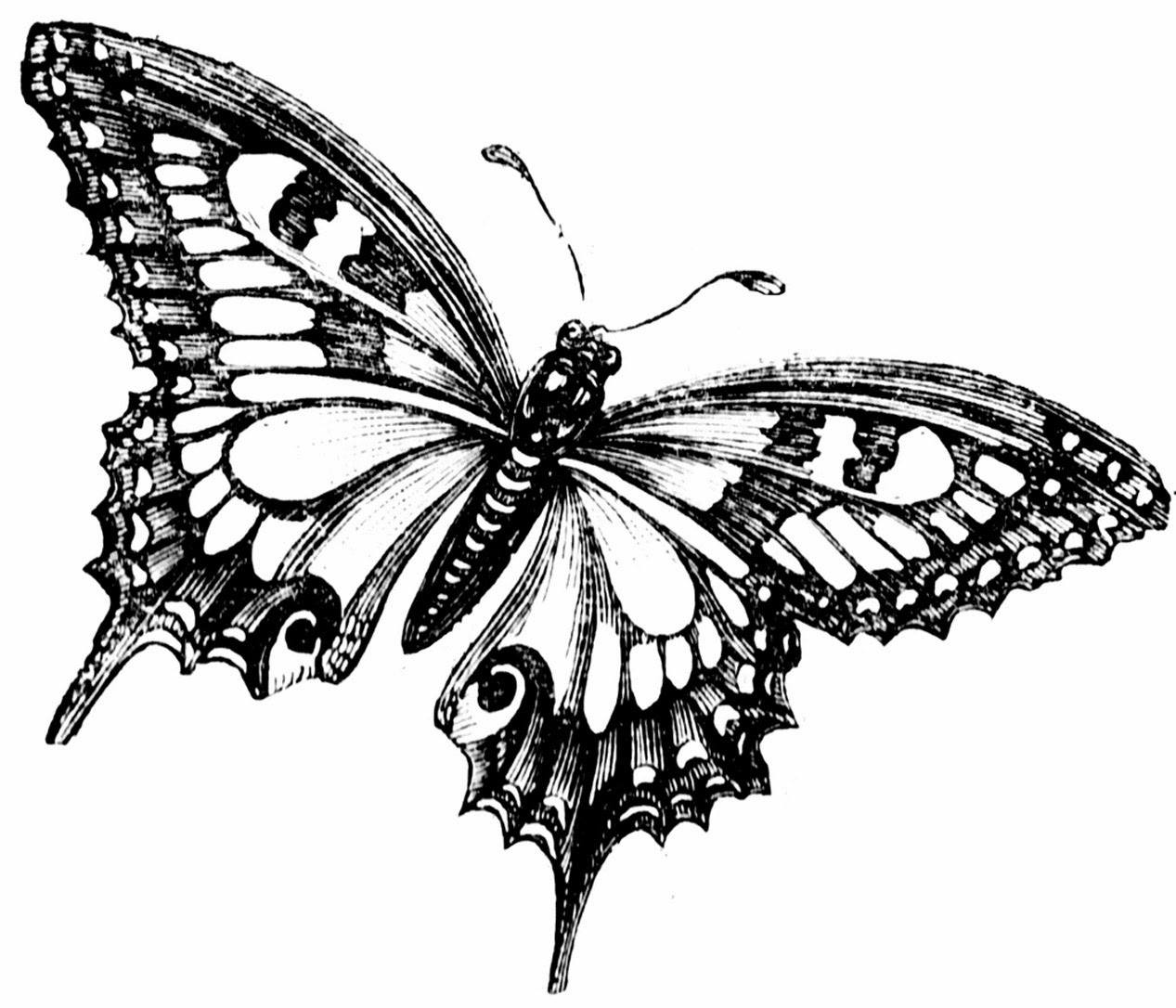 free clip art black and white butterfly - photo #39