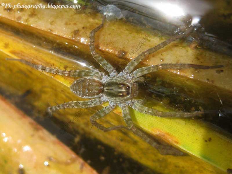 Fishing Spiders Nature, Cultural, and Travel Photography Blog