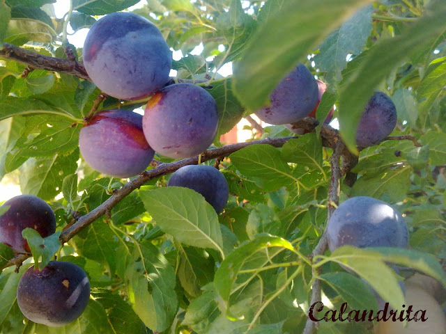 25082012153-mermelada.jpg