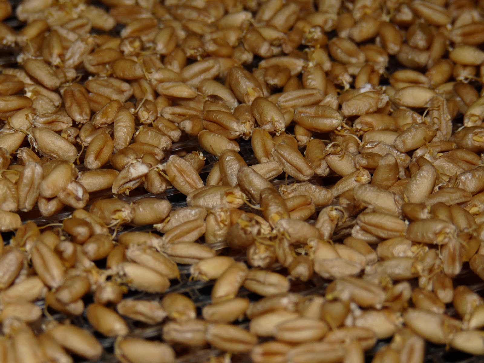 Our Daily Legacy Sprouting Wheat Berries for Flour