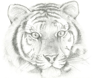 Tiger Drawing | 3D Drawing