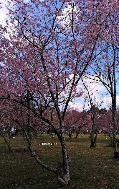 Cerejeiras em Flor - Parque do Carmo Bosque de Cerejeiras - São Paulo