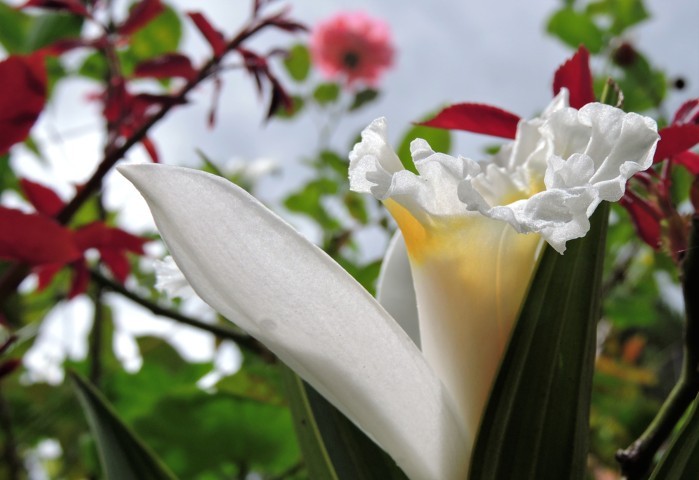 Flor Blanca flor blanca con fondo rosa centro amarillo