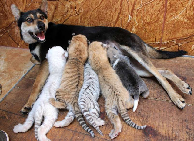 O adorável convívio na vida animal Elfandarilha