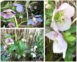 Collection d'hellebore