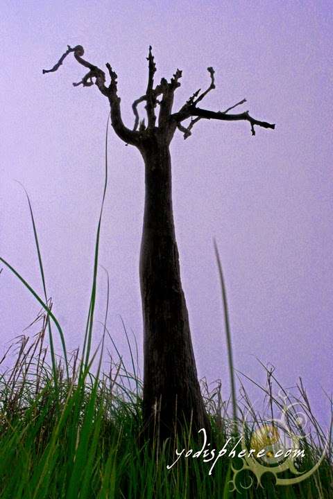 Dead tree against the green grass and hazy sky hover_share