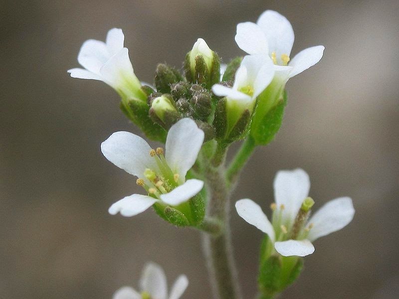 Arabidopsis thaliana al microscopio Arabidopsis thaliana al microscopio