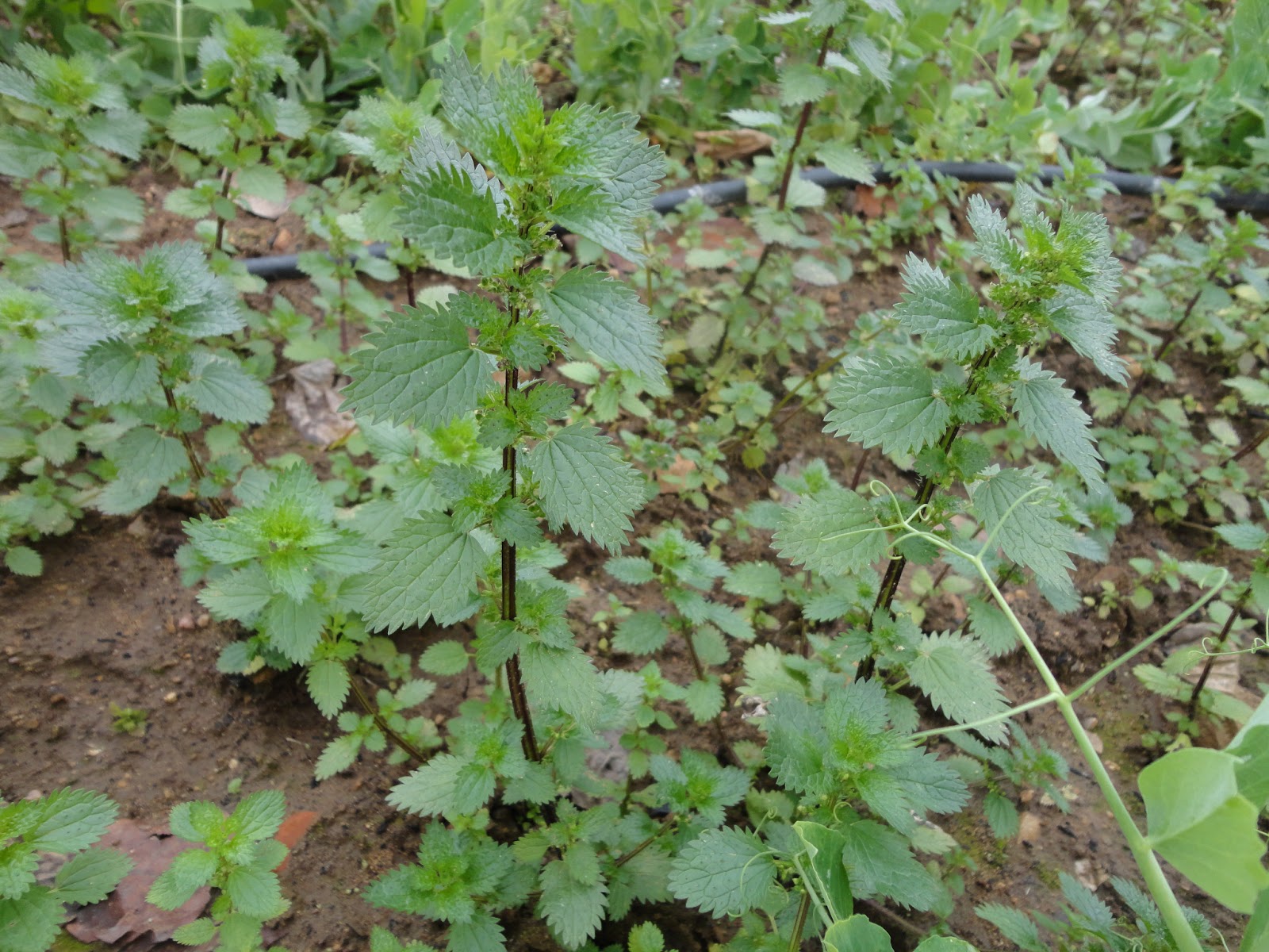 El Terrao - Dos urbanitas en el campo: PURÍN DE ORTIGA: ELABORACIÓN Y USOS
