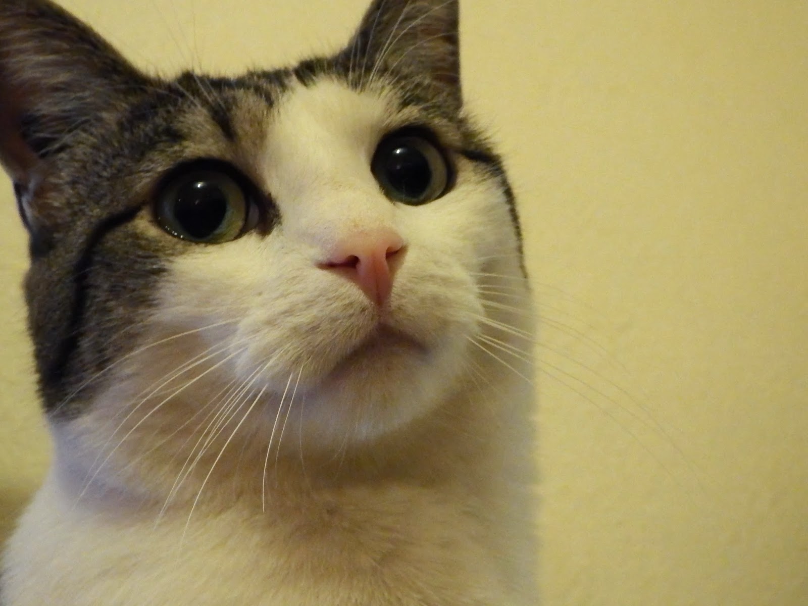 Sexe du chaton Comment déterminer le sexe dun chatDoctissimo