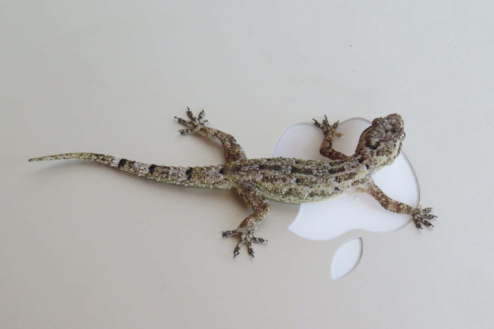 HAUG Gecko Fil rond Plum 