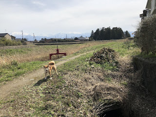 刀尾神社と柴犬ゆき富山市